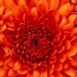 Meet your Posher, Sienna